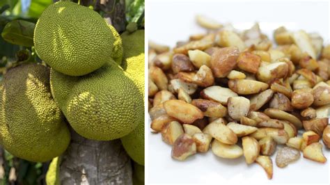 Nutritional Value Of Jackfruit Seed In Chart Besto Blog