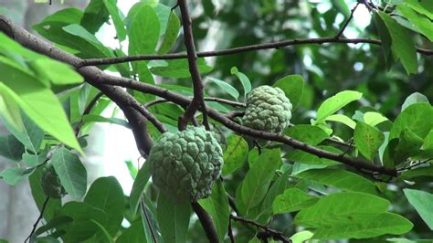 An excellent source of vitamin c and manganese, a good source of thiamine and vitamin b, iron, magnesium, phosphorus and potassium in fair quantities. Sugar Apple or Sweetsop Fruit Tree (Tiep Srok) in Suong ...