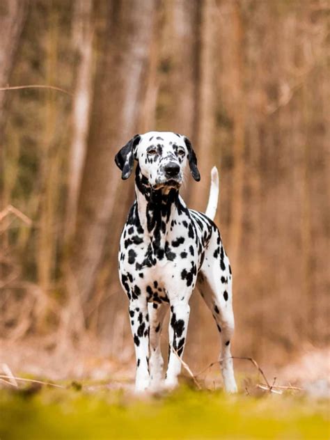 Dalmatian The Dotted Beauty With An Impeccable Temperament In 2023