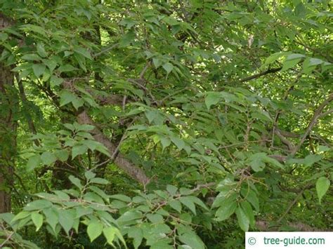 Hackberry Tree Leaves Turning Brown Alphonse Barba