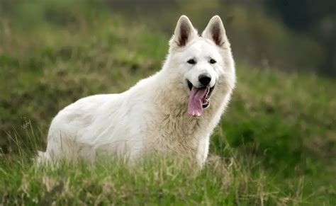 6 Common Questions About The White German Shepherd German Shepherd