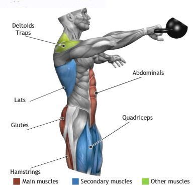 Muscles found in the deep group include the spinotransversales, erector spinae (composed of the iliocostalis, longissimus, and spinalis), the transversospinales, and the segmental muscles. Kettlebell Swings effect the above muscle groups ...