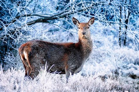 Image de fox, animal, and nature. Gratis Afbeeldingen : natuur, Bos, sneeuw, wit, vorst ...