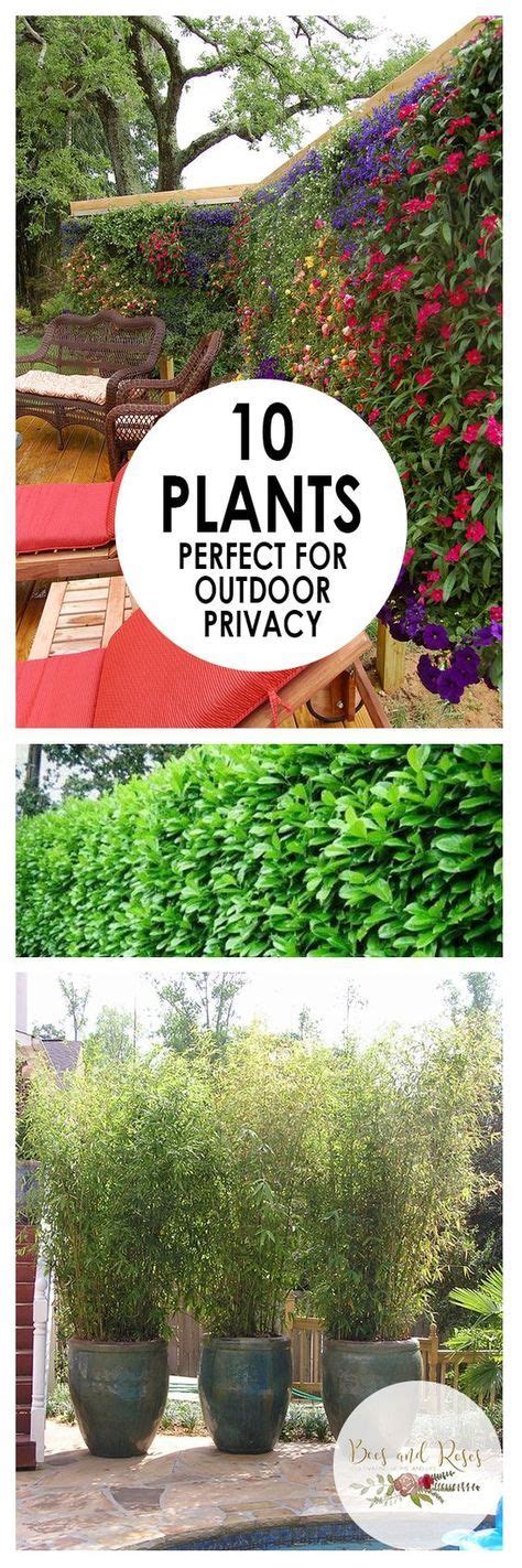 7 Trees And Privacy Shrubs Ideas Backyard Landscaping Privacy Plants