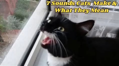 Cats emit over 100 different sounds to express themselves with meaning. 7 Sounds Cats Make and What They Mean - YouTube
