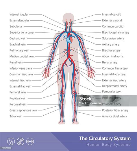 Vetores De O Sistema Circulatório E Mais Imagens De Sistema