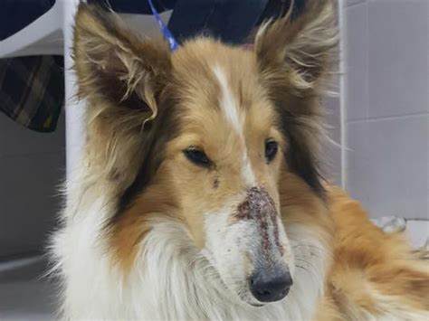 Lassie Dog Candys Hound Rescue International