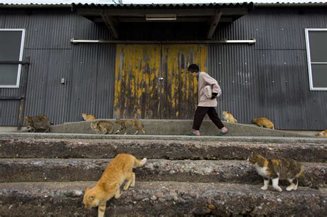 Kitty Paradise Or Catastrophe Felines Swarm Japanese Island Nbc News