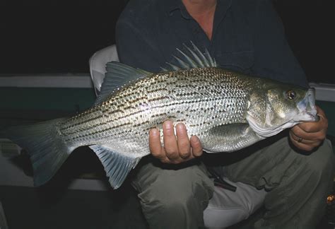 Hybrid Striped Bass Recipes The Weekend Anglers Diary