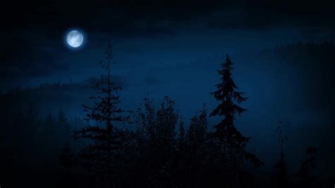 Misty Forest At Night With Moon By Rockfordmedia Videohive
