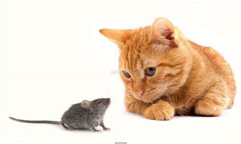 Mouse And Cat Poster Idf29643389 Хмурый кот Щенки Животные