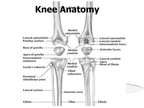 Ppt Knee Anatomy Powerpoint Presentation Free Download Id5326168