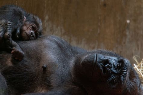 Video Captures Gorilla Birth At National Zoo It May Be The Most