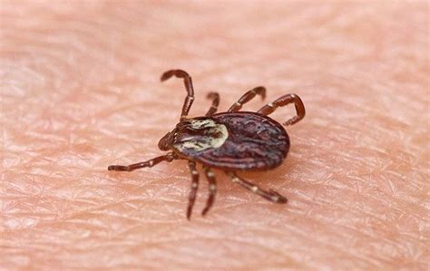 American Dog Ticks Common Pests In Massachusetts And New Hampshire