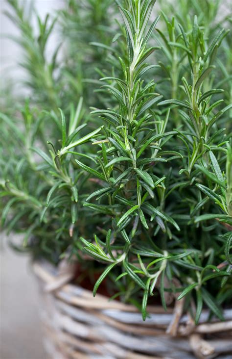 Resolve To Grow A Better Rosemary Plant Your Dinner Guests Will Thank