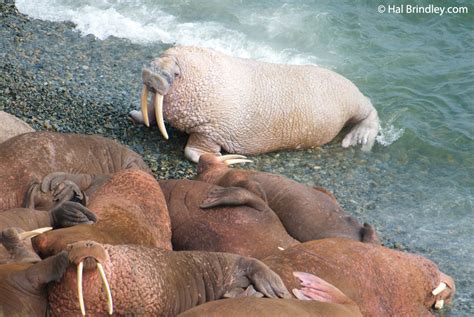 Incredible Walrus Facts That You Need To Know • Travel 4 Wildlife