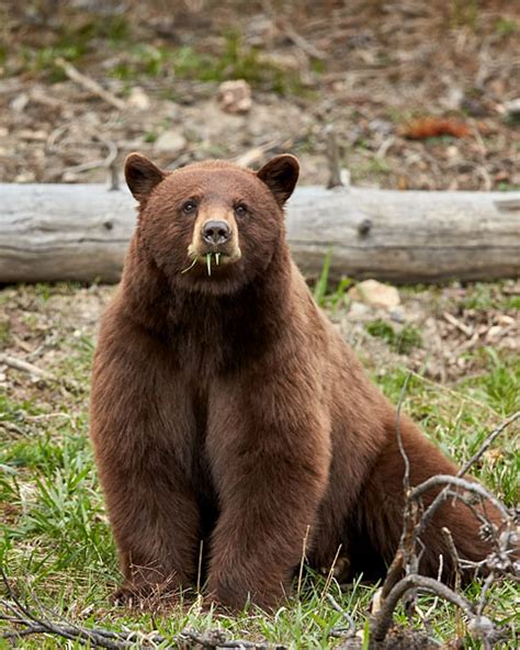 Jhp Blog May 12 2016 Cinnamon Black Bear Yellowstone National