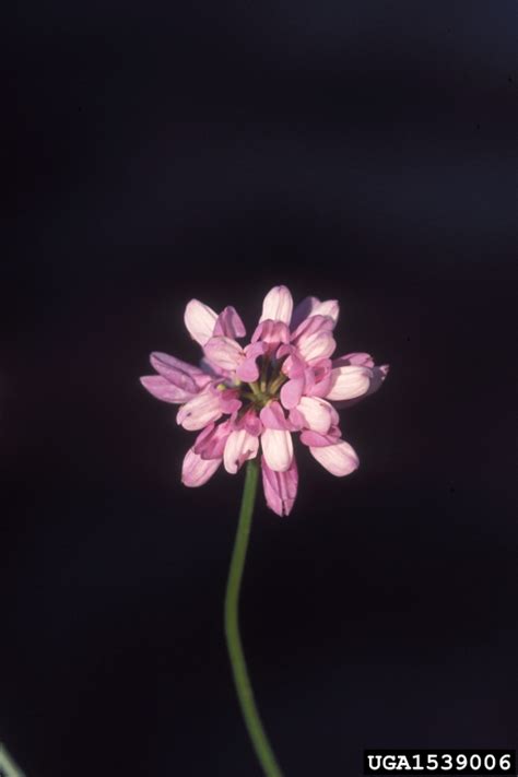 Purple Crown Vetch Securigera Varia Fabales Fabaceae Leguminosae