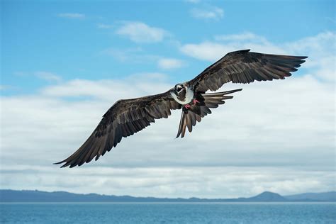 Magnificent Frigatebird In Flight Over Sea Galapagos Photograph By Tui