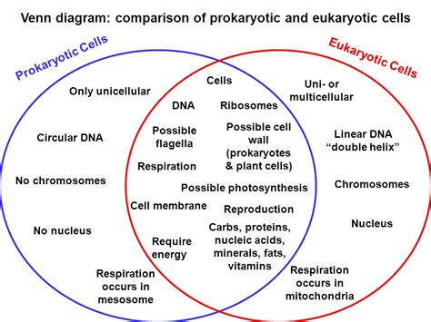great venn diagram of prokaryote and eukaryote in the world access here