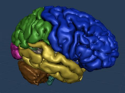 3d Brain From Anatomical Mri Color Coded Cortex And Cerebellum Snorkle