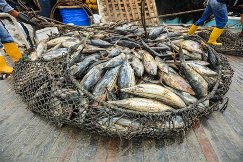 En Video ¿qué Es La Pesca Incidental Mongabayexplica