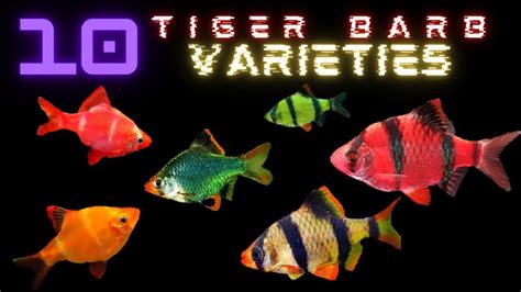 10 Tiger Barb Varieties Youtube