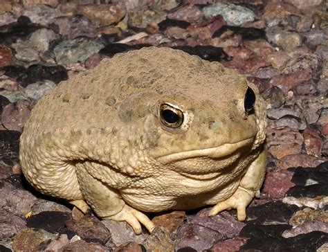 Texas State Amphibian Texas Toad