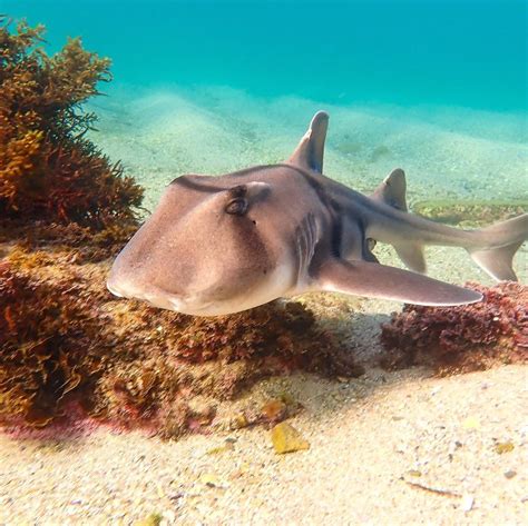 Sharkies Otd On Twitter Port Jackson Shark Port Jackson S Are Known For Their Spiral