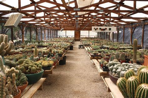 2020 top things to do in tucson. One of the greenhouses at B Cactus Farm. | Cactus farm ...