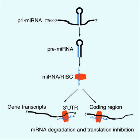 the process of mirnas in gene modulation the mirna primary transcript download scientific