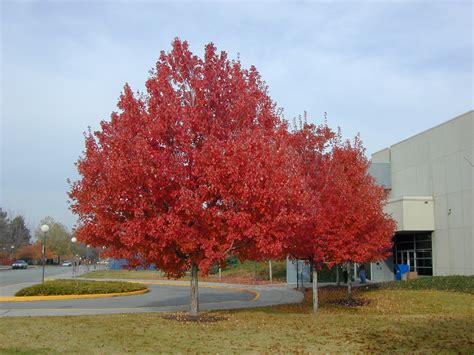 Trees Of Santa Cruz County Acer Rubrum Red Maple