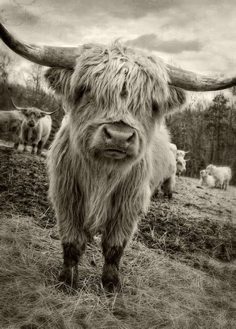 Dan Routh Photography Scottish Highland Cattle Beasts