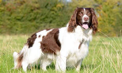 English Springer Spaniel Dog Breed Complete Guide A Z Animals