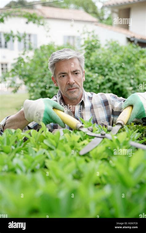 Mature Man In Garden Trimming Hedges Stock Photo Alamy