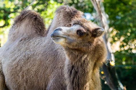Camello Bactriano Bactrianus Del Camelus En Un Parque Zoolgico Alemn