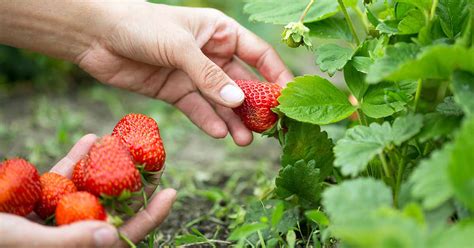 How And When To Harvest Strawberries Gardeners Path
