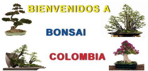 Bonsai Colombia