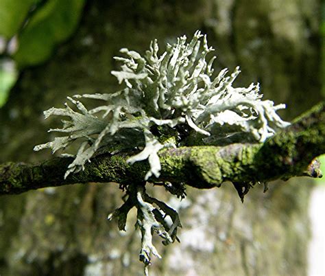 The sun is shining brightly; Edible Lichens (often referred to as mosses)