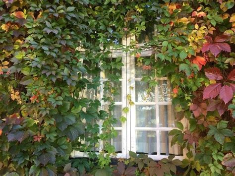 Virginia Creeper Vine Growing And Caring Tips You Must Know Florgeous