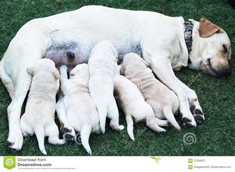 Cachorrinhos De Labrador Que Sugam O Leite Do Peito Do Cão Da Mãe Imagem De Stock Imagem De