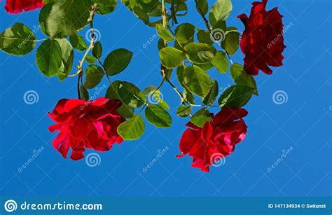 Red Roses On Blue Sunny Sky Summer Background Stock Photo Image Of