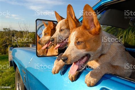Two Red Heeler Puppies Australian Cattle Dogs In Car