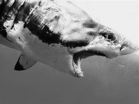 great black and white r sharks