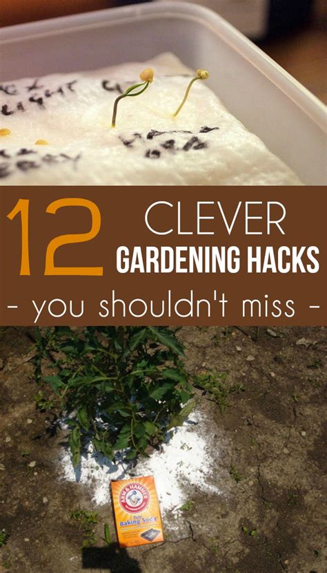 12 clever gardening hacks you shouldn t miss