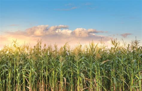 corn field in spring time stock image image of scene 278051073