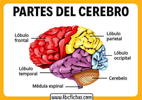 El Cerebro Y Su Actividades Anatomia Del Cerebro Humano Anatomia Y
