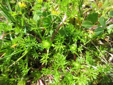 Soliva Sessilis Bindi Weed Field Burweed Lawn Burweed Spurweed