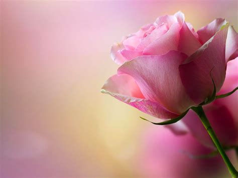 Beautiful Pink Rose Hd Wallpaper 012