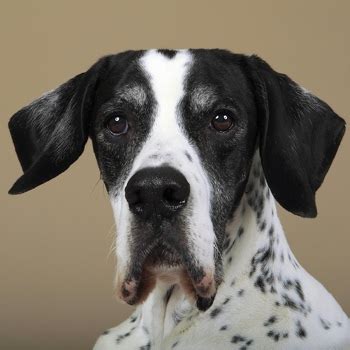 While pointers were bred to be hunting dogs. English Pointer Breed Information, Characteristics & Heath ...